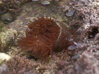 Actinia equina 1, Paardeanemoon, Saxifraga-Willem van Kruijsbergen