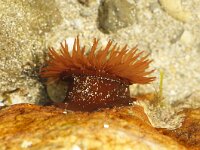 Actinia equina 11, Rode paardenanemoon, Saxifraga-Foto Fitis-Sytske Dijksen