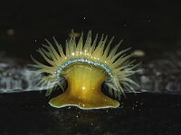 Actinia equina 13, Rode paardenanemoon, Saxifraga-Foto Fitis-Sytske Dijksen
