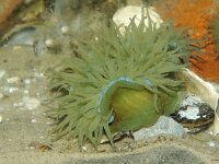 Actinia equina 14, Rode paardenanemoon, Saxifraga-Foto Fitis-Sytske Dijksen