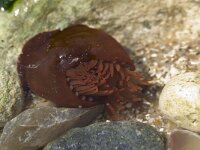 Actinia equina 3, Rode paardenanemoon, Saxifraga-Willem van Kruijsbergen
