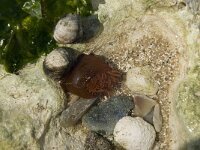 Actinia equina 4, habitat, Rode paardenanemoon, Saxifraga-Willem van Kruijsbergen