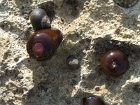 Actinia equina 5, habitat, Rode paardenanemoon, Saxifraga-Willem van Kruijsbergen