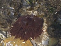 Actinia equina 6, Rode paardenanemoon, Saxifraga-Willem van Kruijsbergen