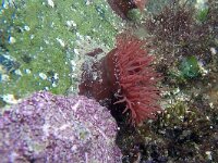 Actinia equina 7, Rode paardenanemoon, Saxifraga-Tom Heijnen