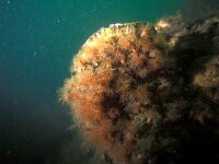 Diadumene cincta 11, Golfbrekeranemoon, Saxifraga-Eric Gibcus