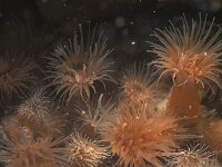 Diadumene cincta 12, Golfbrekeranemoon, Saxifraga-Eric Gibcus