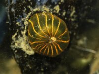 Haliplanella linearis 2, Groene golfbrekeraanemoon, Saxifraga-Foto Fitis-Sytske Dijksen