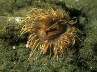 Sagartia troglodytes 10, Slibanemoon, Saxifraga-Eric Gibcus