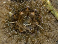 Sagartia troglodytes 11, Slibanemoon, Foto Fitis-Sytske Dijksen