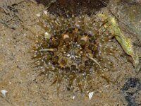 Sagartia troglodytes 12, Slibanemoon, Foto Fitis-Sytske Dijksen