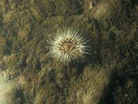 Sagartia troglodytes 2, Slibanemoon, Saxifraga-Eric Gibcus