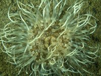 Sagartia troglodytes 4, Slibanemoon, Saxifraga-Eric Gibcus