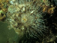 Sagartia troglodytes 9, Slibanemoon, Saxifraga-Eric Gibcus