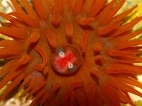 Actinia equina 12, Rode paardenanemoon, Saxifraga-Foto Fitis-Sytske Dijksen