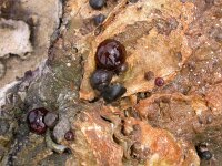 Actinia equina 2, Rode paardenanemoon, Saxifraga-Peter Meininger