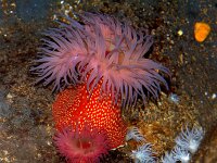 Actinia fragacea 2, Aardbei-anemoon, Saxifraga-Foto Fitis-Sytske Dijksen