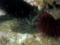 Aiptasia mutabilis 2, Saxifraga-Eric Gibcus