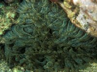 Aiptasia mutabilis 3, Saxifraga-Eric Gibcus