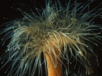 Cylista undata 10, Weduweroos, Saxifraga-Eric Gibcus,