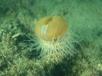 Cylista undata 22, Weduweroos, Saxifraga-Eric Gibcus,