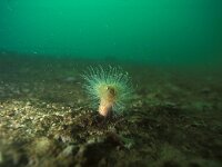 Cylista undata 28, Weduweroos, Saxifraga-Eric Gibcus,