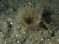 Cylista undata 5, Weduweroos, Saxifraga-Eric Gibcus,