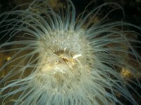 Cylista undata 8, Weduweroos, Saxifraga-Eric Gibcus,