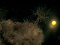 Diadumene cincta 10, Golfbrekeranemoon, Saxifraga-Eric Gibcus