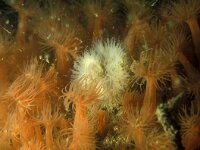 Diadumene cincta 3, Golfbrekeranemoon, Saxifraga-Eric Gibcus