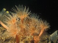 Diadumene cincta 4, Golfbrekeranemoon, Saxifraga-Eric Gibcus