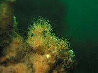 Diadumene cincta 5, Golfbrekeranemoon, Saxifraga-Eric Gibcus