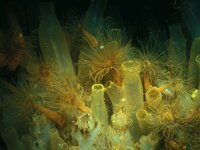 Diadumene cincta 7, Golfbrekeranemoon, Saxifraga-Eric Gibcus