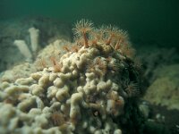 Diadumene cincta 9, Golfbrekeranemoon, Saxifraga-Eric Gibcus