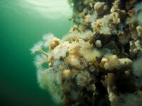 Metridium senile 13, Zeeanjelier, Saxifraga-Eric Gibcus