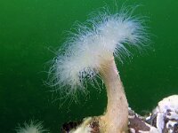 Metridium senile 33, Zeeanjelier, Saxifraga-Tom Heijnen