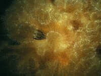 Metridium senile 4, Zeeanjelier, Saxifraga-Eric Gibcus