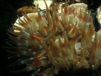 Sagartia troglodytes 3, Slibanemoon, Saxifraga-Eric Gibcus