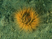 Sagartia troglodytes 6, Slibanemoon, Saxifraga-Eric Gibcus