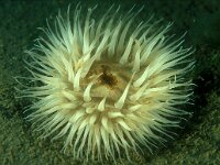 Sagartia troglodytes 7, Slibanemoon, Saxifraga-Eric Gibcus