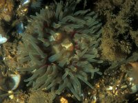 Sagartia troglodytes 8, Slibanemoon, Saxifraga-Eric Gibcus