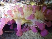 Telmatactis cricoides, Blunt-tentacled anemone