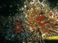 Urticina felina 2, Zeedahlia, Saxifraga-Eric Gibcus