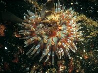 Urticina felina 3, Zeedahlia, Saxifraga-Eric Gibcus