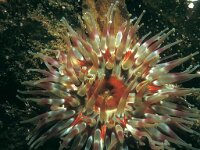 Urticina felina 4, Zeedahlia, Saxifraga-Eric Gibcus