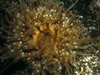 Urticina felina 5, Zeedahlia, Saxifraga-Eric Gibcus