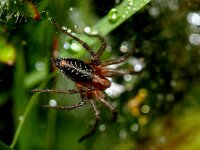 Agelena labyrinthica 5, Gewone doolhofspin, Saxifraga-Foto Fitis-Sytske Dijksen