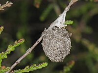 Agroeca brunnea 3, Saxifraga-Ab H Baas