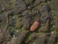 Allochernes 2 sp, Pseudoschorpioen, Saxifraga-Foto Fitis-Sytske Dijksen