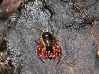 Allochernes 3 sp, Pseudoschorpioen, Saxifraga-Foto Fitis-Sytske Dijksen